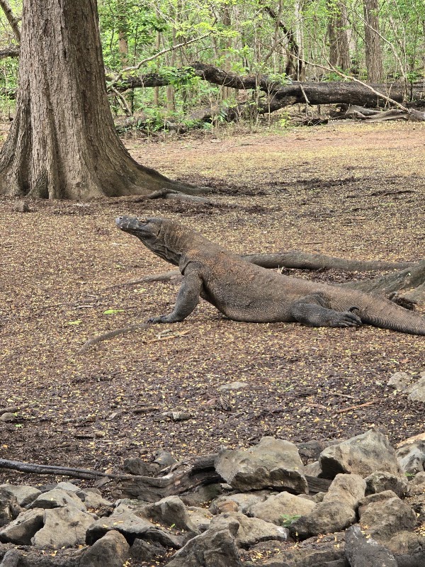 Dermaga Loh Liang Pulau Komodo