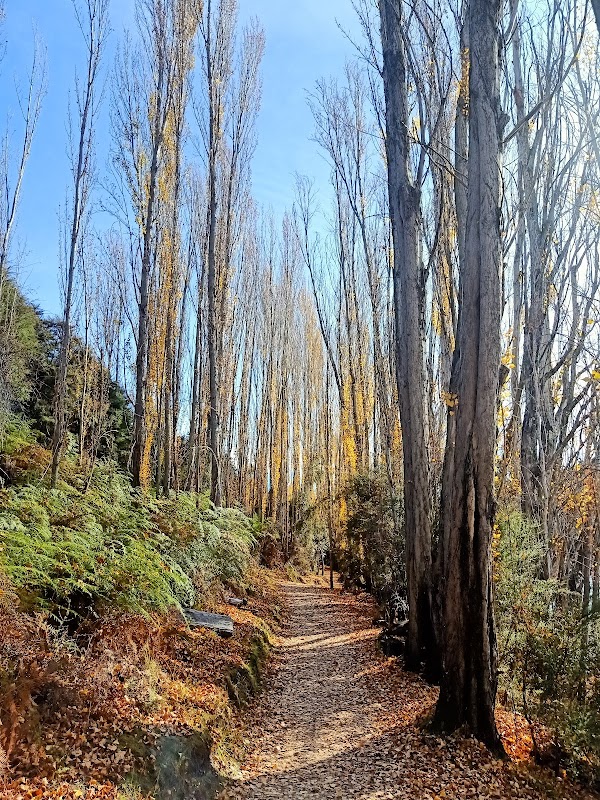 Lake Wānaka Outlet Track (Albert Town end) 3