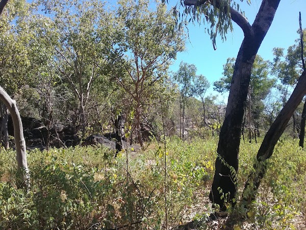 Jabiru