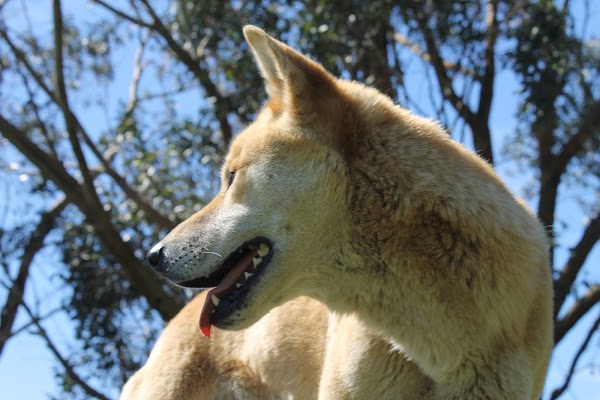 GREAT OCEAN ROAD WILDLIFE PARK 1