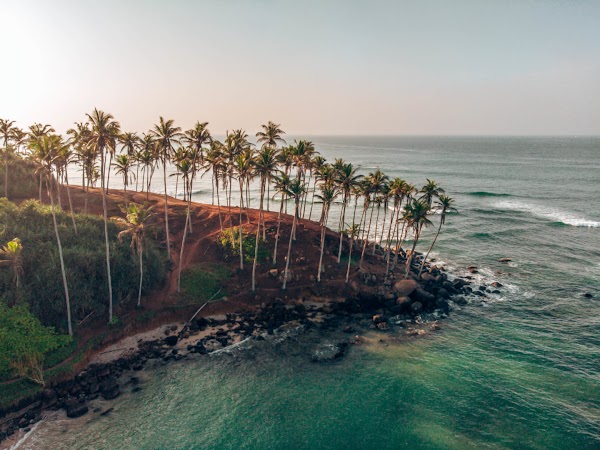Coconut Tree Hill 5