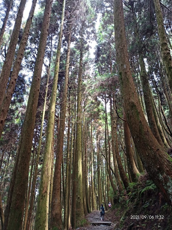 檜山巨木群步道