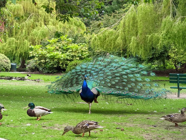 Beacon Hill Park 5