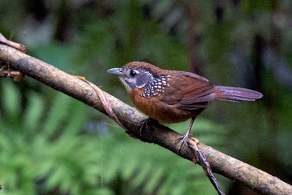 Nonggang National Natural Reserve