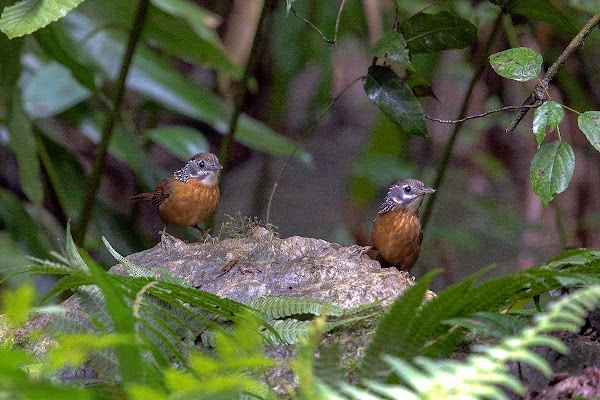 Nonggang National Natural Reserve 4