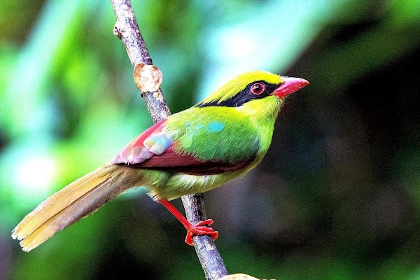 Nonggang National Natural Reserve 3
