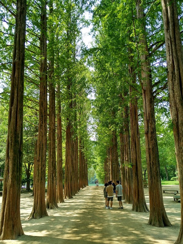 Metasequoia Tree Lane