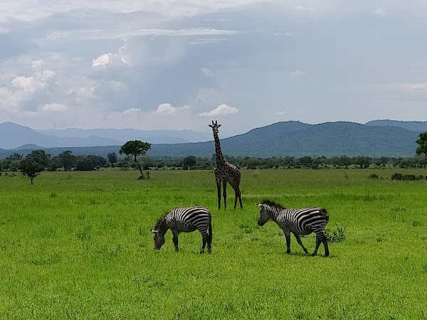 Mikumi National Park