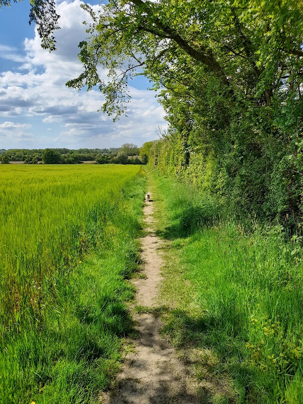 Tintinhull