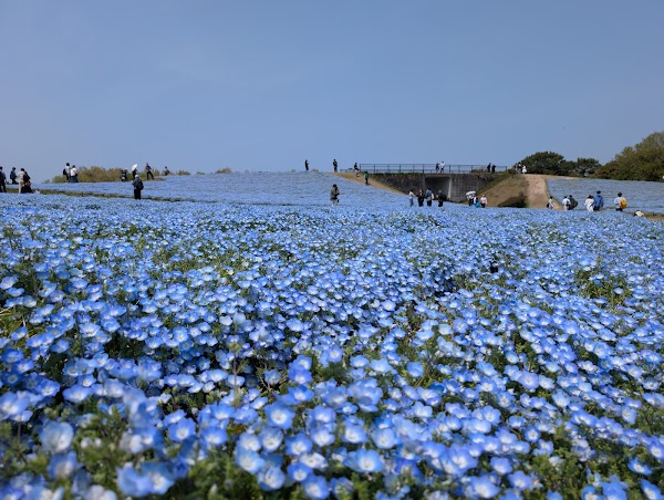 Uminonakamichi Seaside Park 5