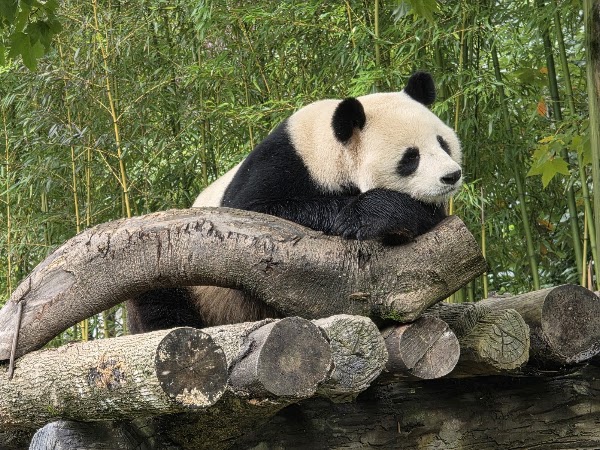 Wolong Zhonghua Panda Shenshuping