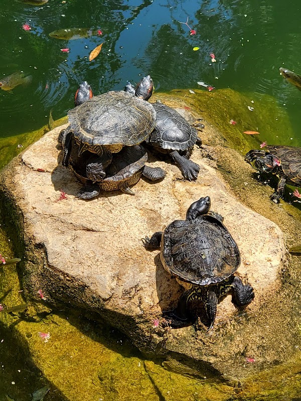 Hong Kong Park 4