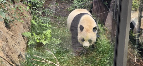 Panda Trek