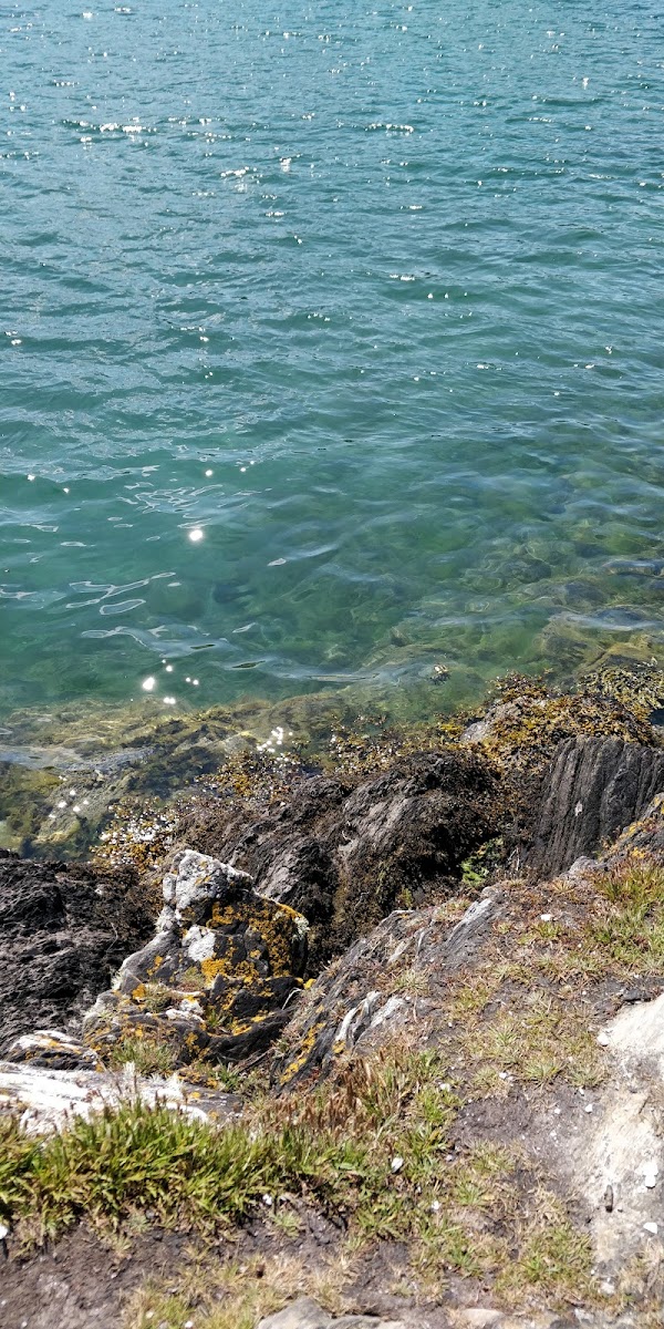 Lough Hyne 2