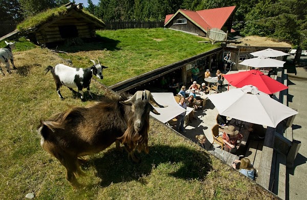 Old Country Market - Goats on Roof 5