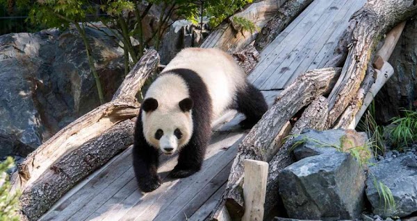 Berlin Zoological Garden 5