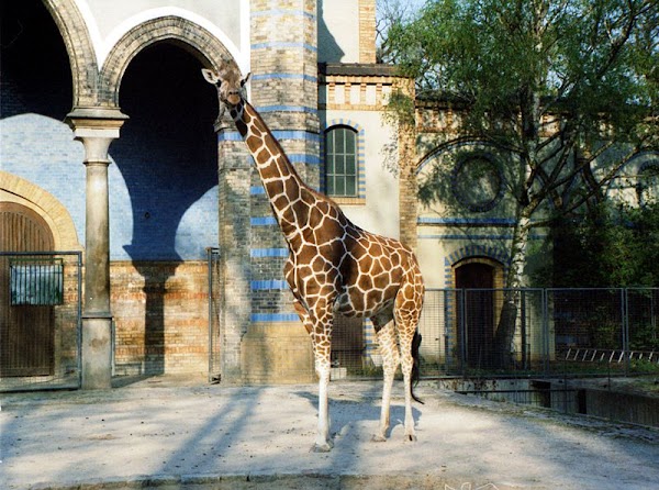 Berlin Zoological Garden 4