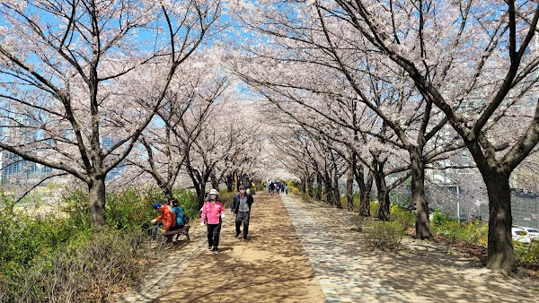 벚꽃명소