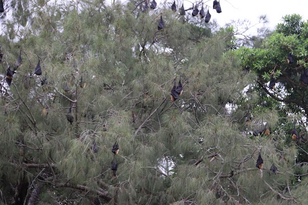 Pua-ko-Fanongo-Talanoa / Flying Foxes