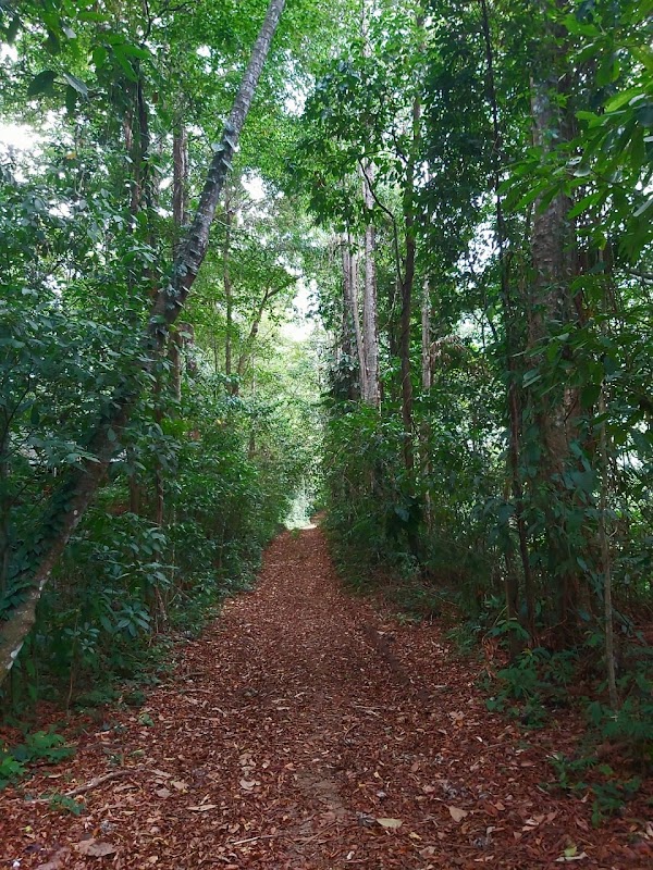 The Lodge at Pico Bonito . 2
