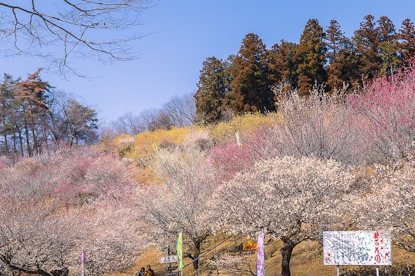 梅百花園 1