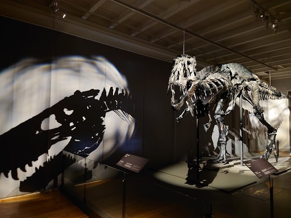 Museum of Natural History 5