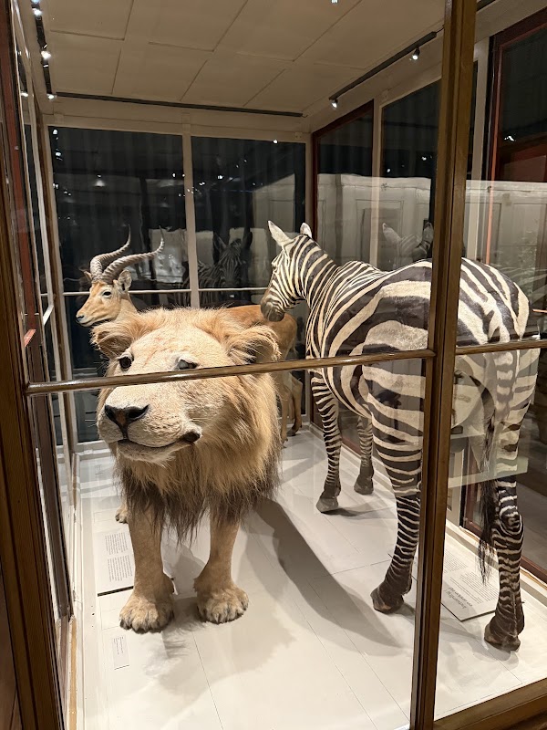 Museum of Natural History 3