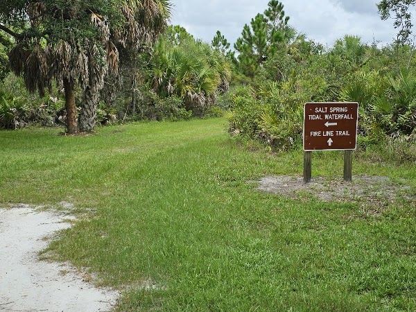 Werner-Boyce Salt Springs State Park 2