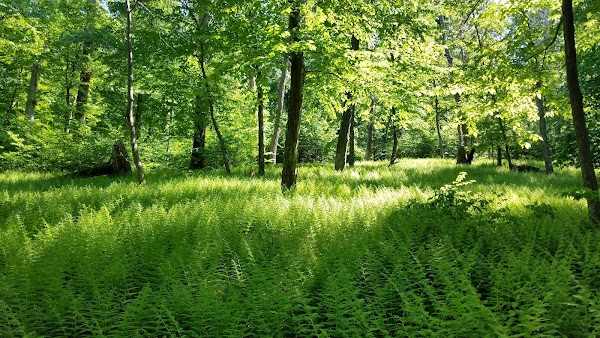 Worthington State Forest 3