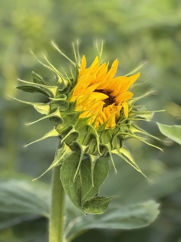 Kadylack Farm Sunflower Walk 5