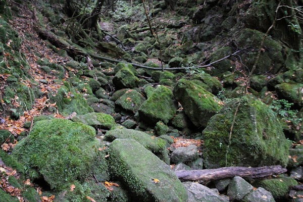 Yakushima 5
