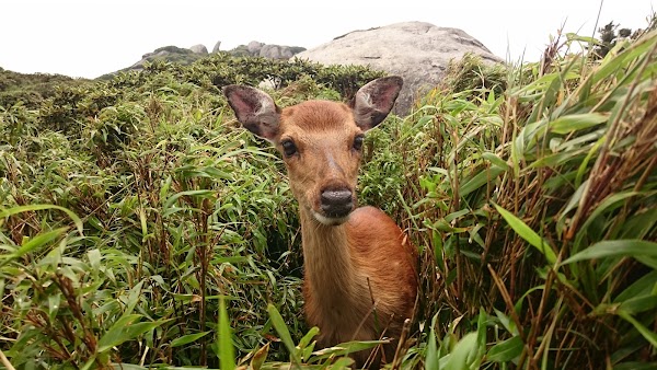 Yakushima 2