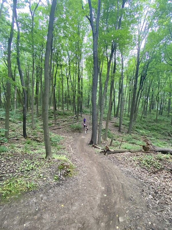 Jefferson Forest 1