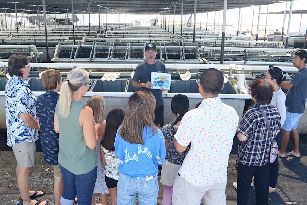 Big Island Abalone (Kona Aquaculture Inc)
