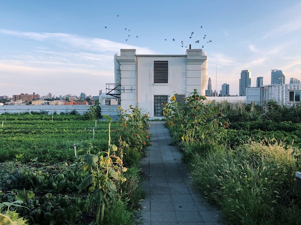 Brooklyn Grange @ Brooklyn Navy Yard 1