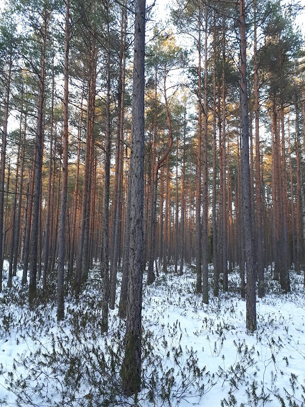 Jakomäki dogpark 1