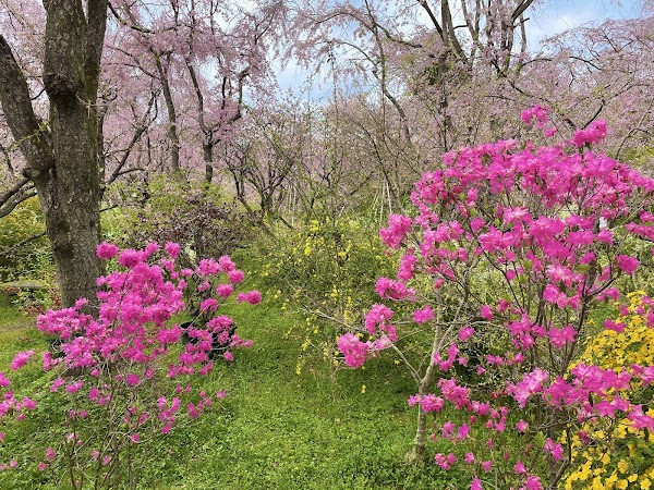 Haradani Garden 4