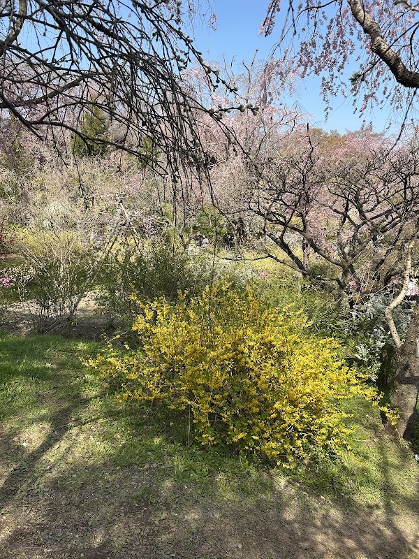 Haradani Garden 3