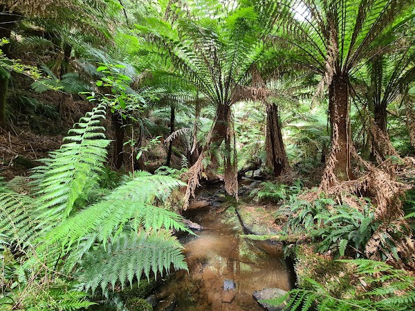 Melba Gully (Parks Victoria) 5