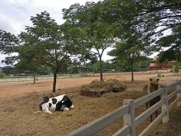Farm Chokchai 5