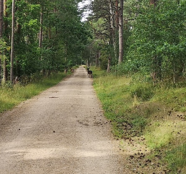 Tisvilde Hegn