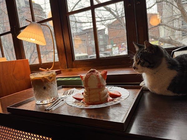 Cherry Blossom 🌸 7