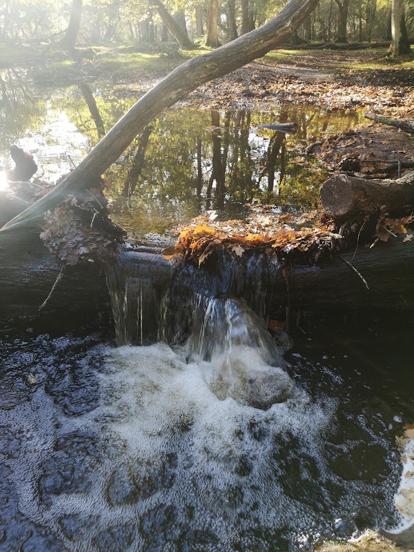 Brockenhurst 4