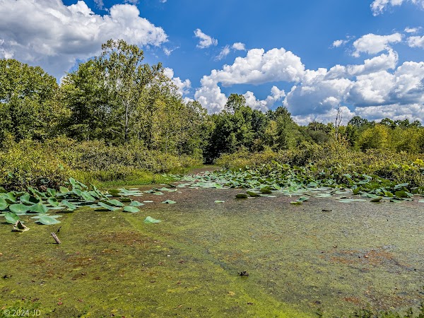 McClintic Wildlife Management Area 3