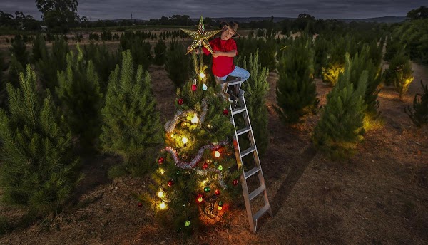 Wilbury's Traditional Christmas Trees 5