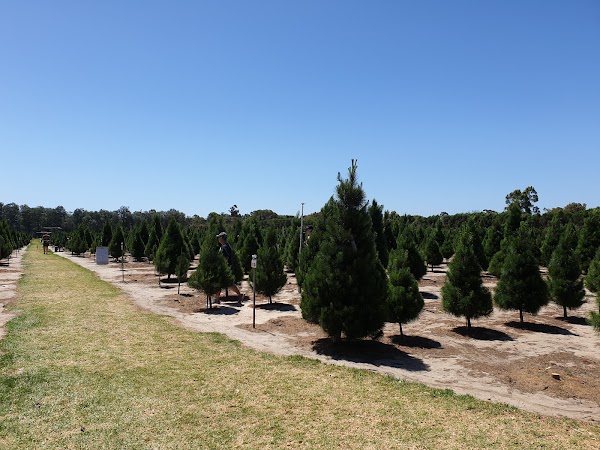 Wilbury's Traditional Christmas Trees 4