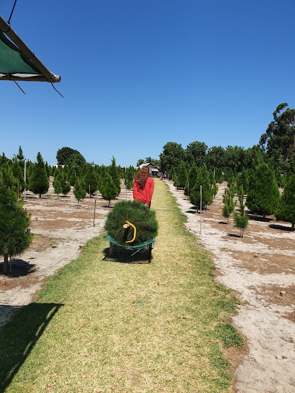 Wilbury's Traditional Christmas Trees 3