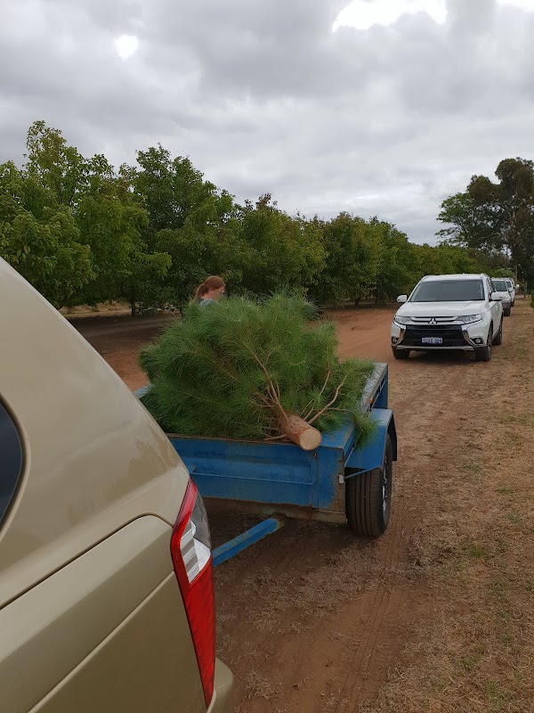 Wilbury's Traditional Christmas Trees 2