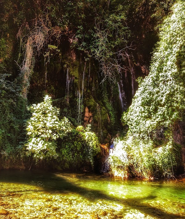 Foloi oak forest