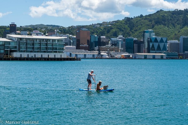 Oriental Bay 5